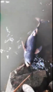 澳门金沙网站：第三次在当地发现海水江豚的尸体